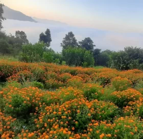 तिहारमा फूल बिक्री नहुँदा कञ्चनपुरका किसानहरु चिन्तित