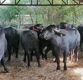 पोखरा ल्याइयो ७ वटा मुर्रा राँगा, फूलमालासहित स्वागत