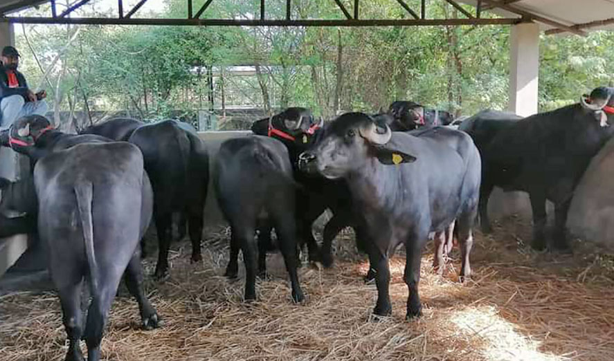 पोखरा ल्याइयो ७ वटा मुर्रा राँगा, फूलमालासहित स्वागत
