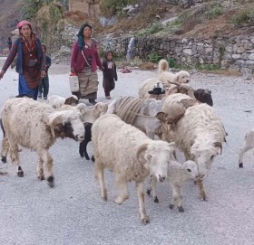 बाजुरामा औल (बेँसी) झर्न थाले भेडीगोठ