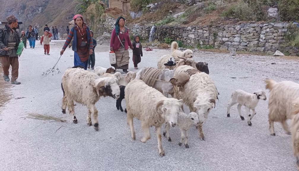 बाजुरामा औल (बेँसी) झर्न थाले भेडीगोठ