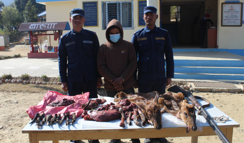 अछामबाट जंगली जनावरका छाला भरुवा बन्दुकसहित एक जना पक्राउ