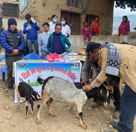 खप्तड छेडेदहको काँडामा पशु स्वास्थ्य शिविर सञ्चालन