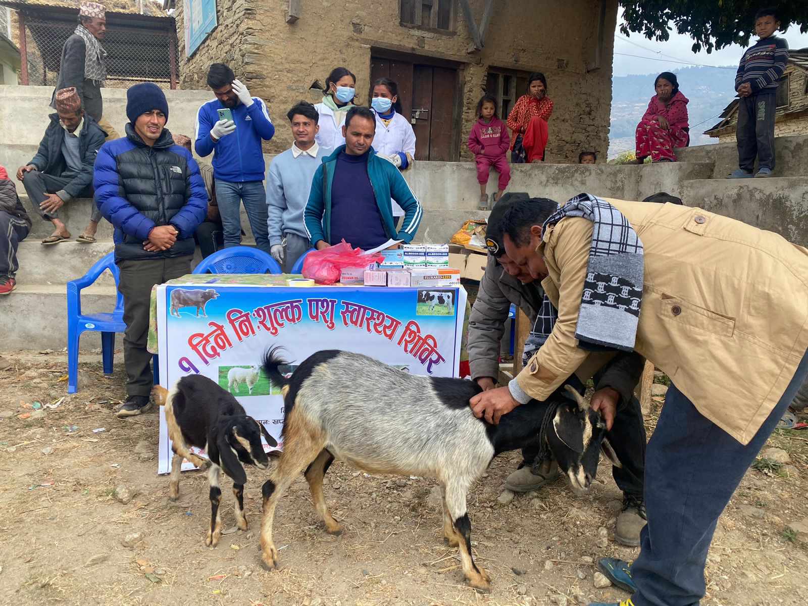 खप्तड छेडेदहको काँडामा पशु स्वास्थ्य शिविर सञ्चालन