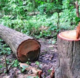 कञ्‍चनपुरमा मिलेमतोमै वन फडानी,अध्यक्षसहित दुईजना पक्राउ