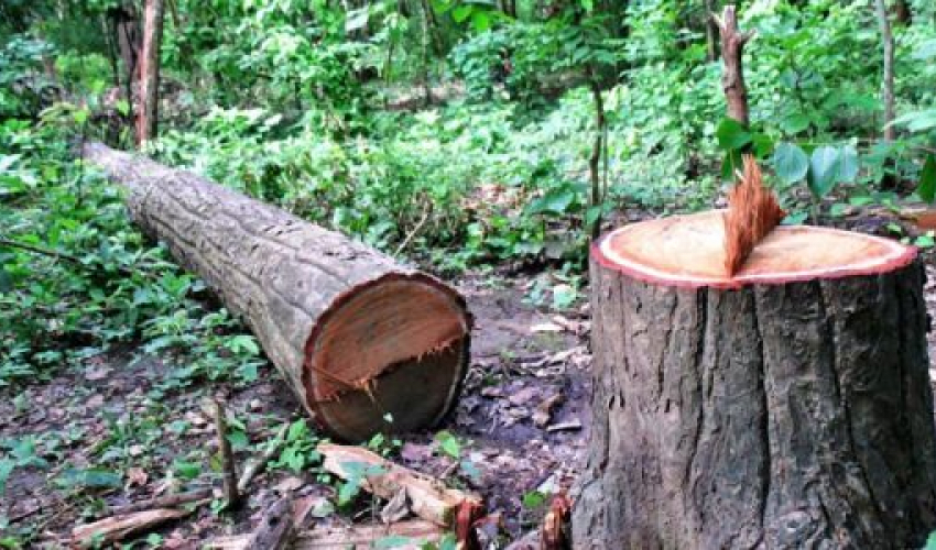 कञ्‍चनपुरमा मिलेमतोमै वन फडानी,अध्यक्षसहित दुईजना पक्राउ