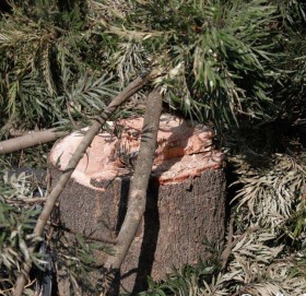 बाँदरले दु:ख दिएपछि पोखरामा वडाले सुरु गर्‍यो रुख काट्ने अभियान