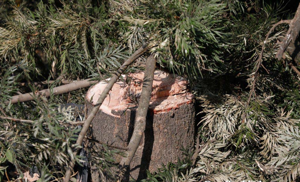 बाँदरले दु:ख दिएपछि पोखरामा वडाले सुरु गर्‍यो रुख काट्ने अभियान