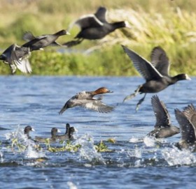 शुक्लाफाँटा राष्ट्रिय निकुन्जमा जलपन्छीको गणना सुरु
