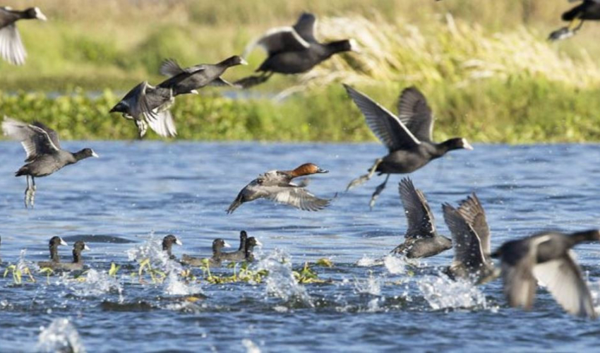 शुक्लाफाँटा राष्ट्रिय निकुन्जमा जलपन्छीको गणना सुरु