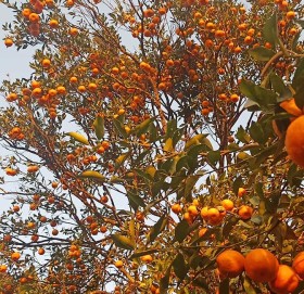 गुल्मीमा २३ करोडको सुन्तला उत्पादन