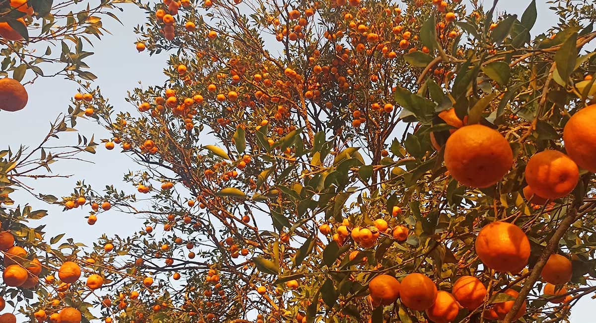 गुल्मीमा २३ करोडको सुन्तला उत्पादन