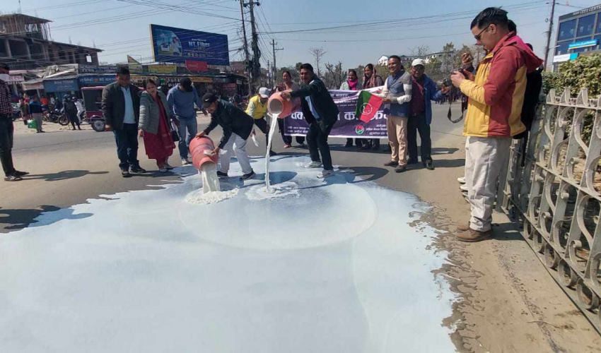 सुदूरपश्चिमका किसानले सडकमा पोखे दुध, पाँच करोडको भुक्तानी पाएनन