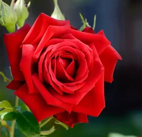 आजबाट प्रेम सप्ताह सुरु