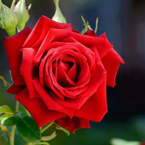 आजबाट प्रेम सप्ताह सुरु