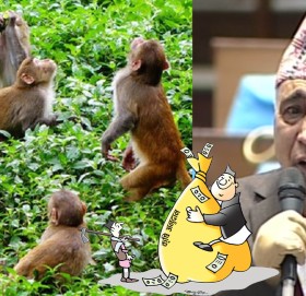 सांसद चन्द्र भण्डारीको व्यङ्ग्य : किसानको अनुदान खाने बाँदरलाई के गर्ने ?