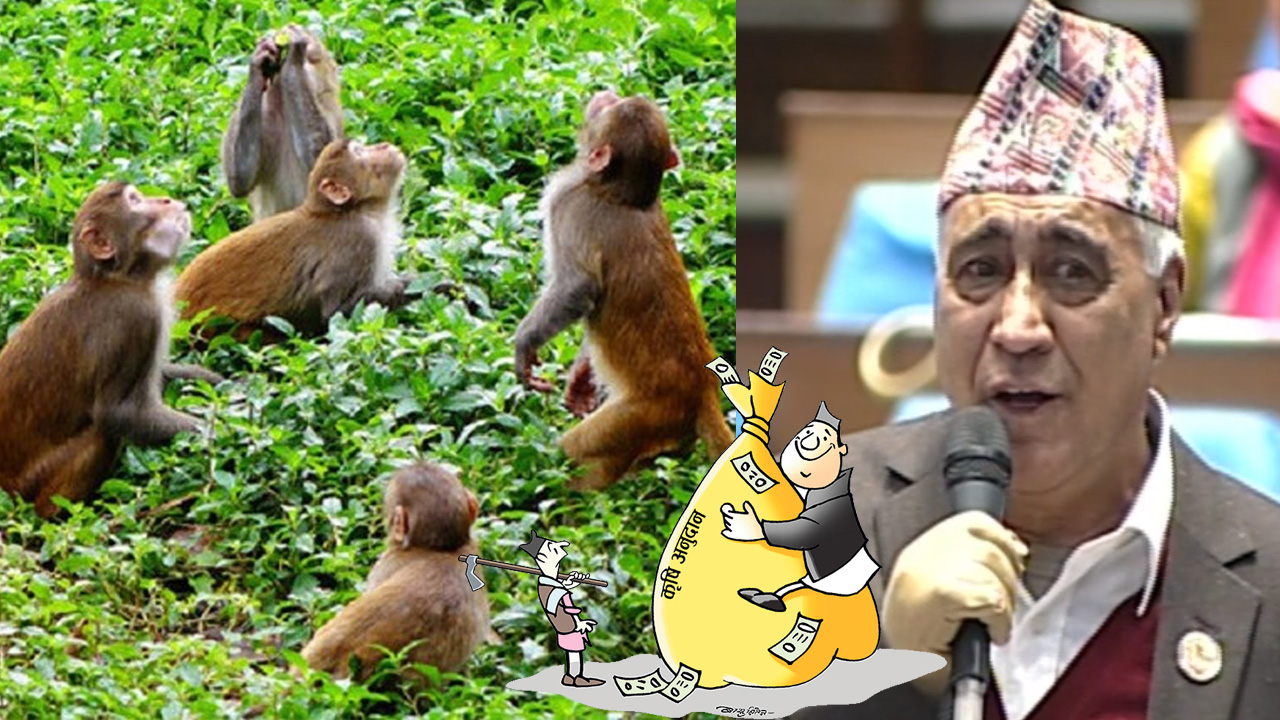सांसद चन्द्र भण्डारीको व्यङ्ग्य : किसानको अनुदान खाने बाँदरलाई के गर्ने ?