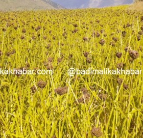 ‘कोदो गरिबको खाना’ भनेर हेप्ने दिन गए