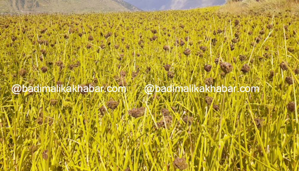 ‘कोदो गरिबको खाना’ भनेर हेप्ने दिन गए