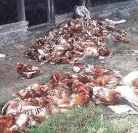 कञ्चनपुरमा भुस्याहा कुकुरले खोरमै गएर मारे ६सय कुखुरा