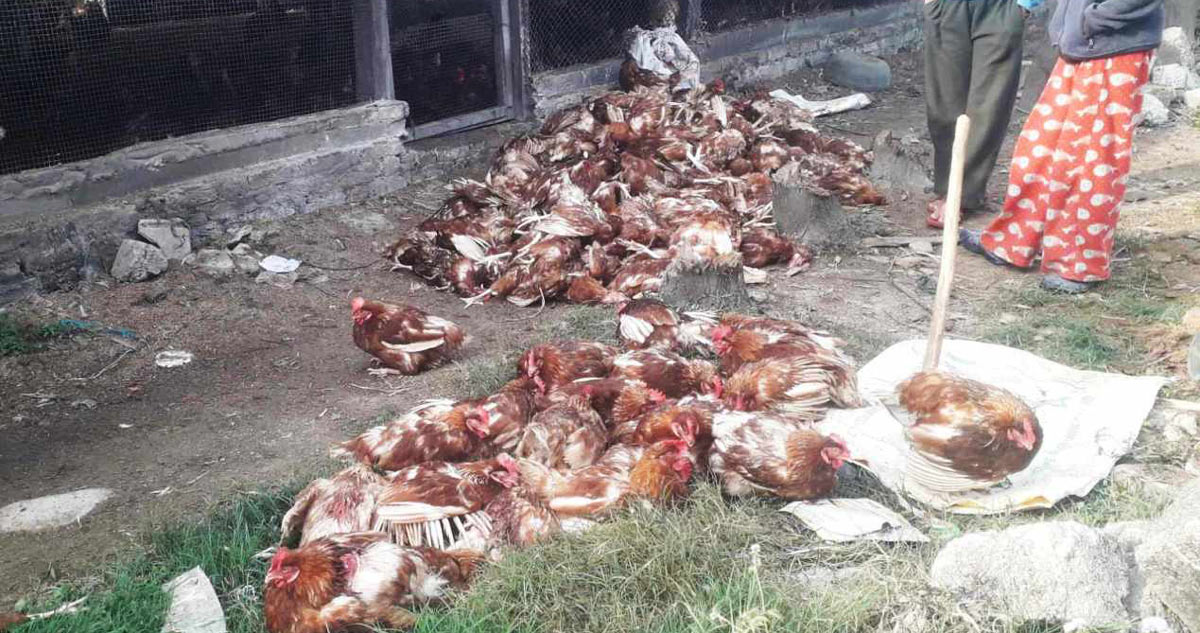कञ्चनपुरमा भुस्याहा कुकुरले खोरमै गएर मारे ६सय कुखुरा