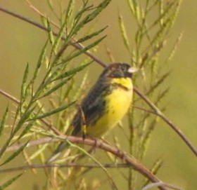 विश्वकै दुर्लभ बगाले बगेडी चरा कञ्चनपुरकाे शुक्लाफाटाँमा देखियो