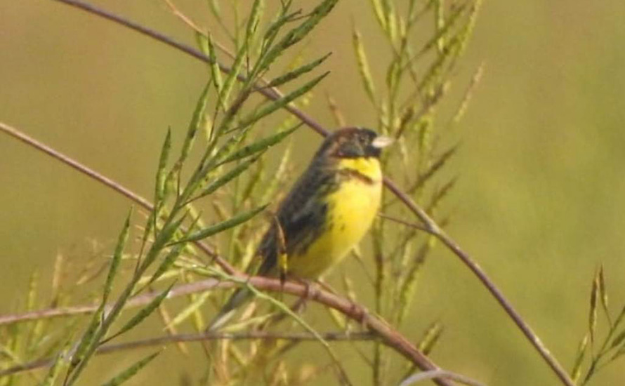 विश्वकै दुर्लभ बगाले बगेडी चरा कञ्चनपुरकाे शुक्लाफाटाँमा देखियो