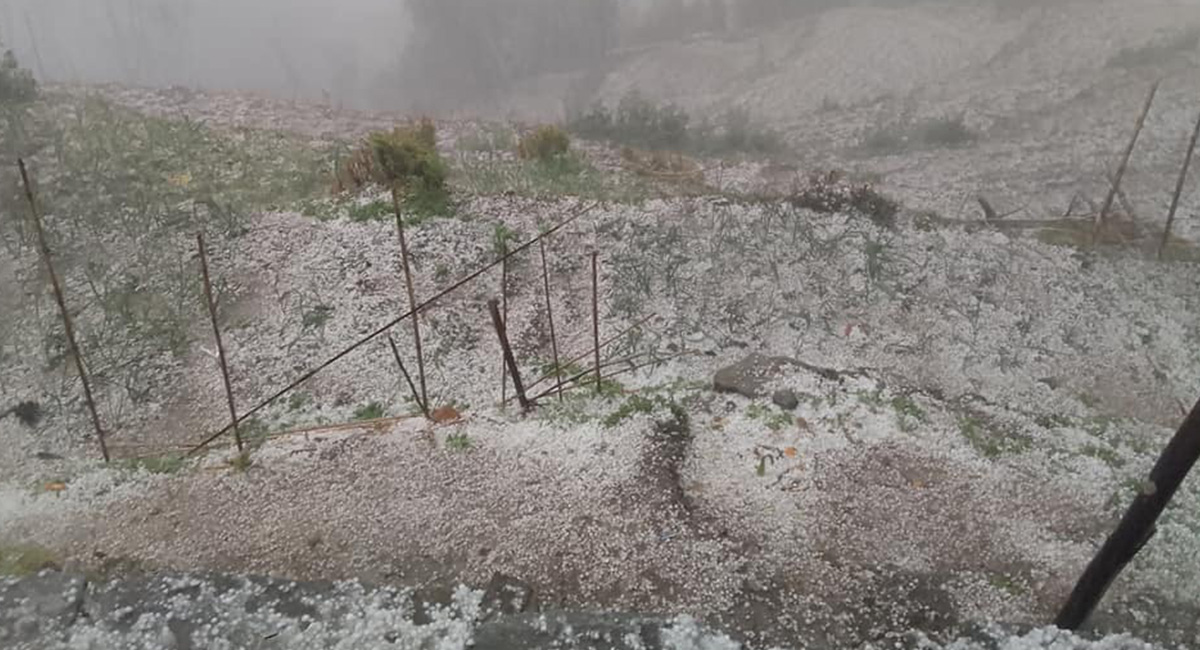 असिनाले बाली सखाप