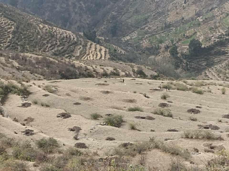 बाजुराका ३६ बगैंचामा ३३ हजार बिरूवा रोपिए