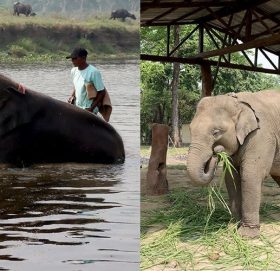रूद्रकली र खगेन्द्रप्रसाद जान पाएनन् कतार