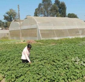 कर्णालीबाट झण्डै दुई अर्बको कृषिउपज निर्यात