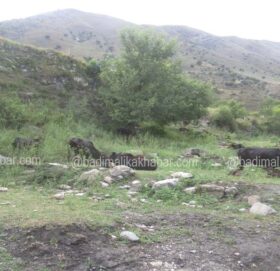 यूवाहरु बिदेशीदा बाजुराका गाउँमा खेतीयोग्य जमिन बाँझिदै