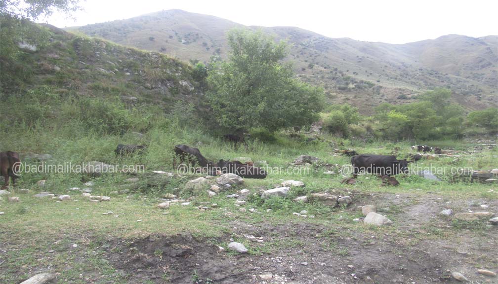 यूवाहरु बिदेशीदा बाजुराका गाउँमा खेतीयोग्य जमिन बाँझिदै