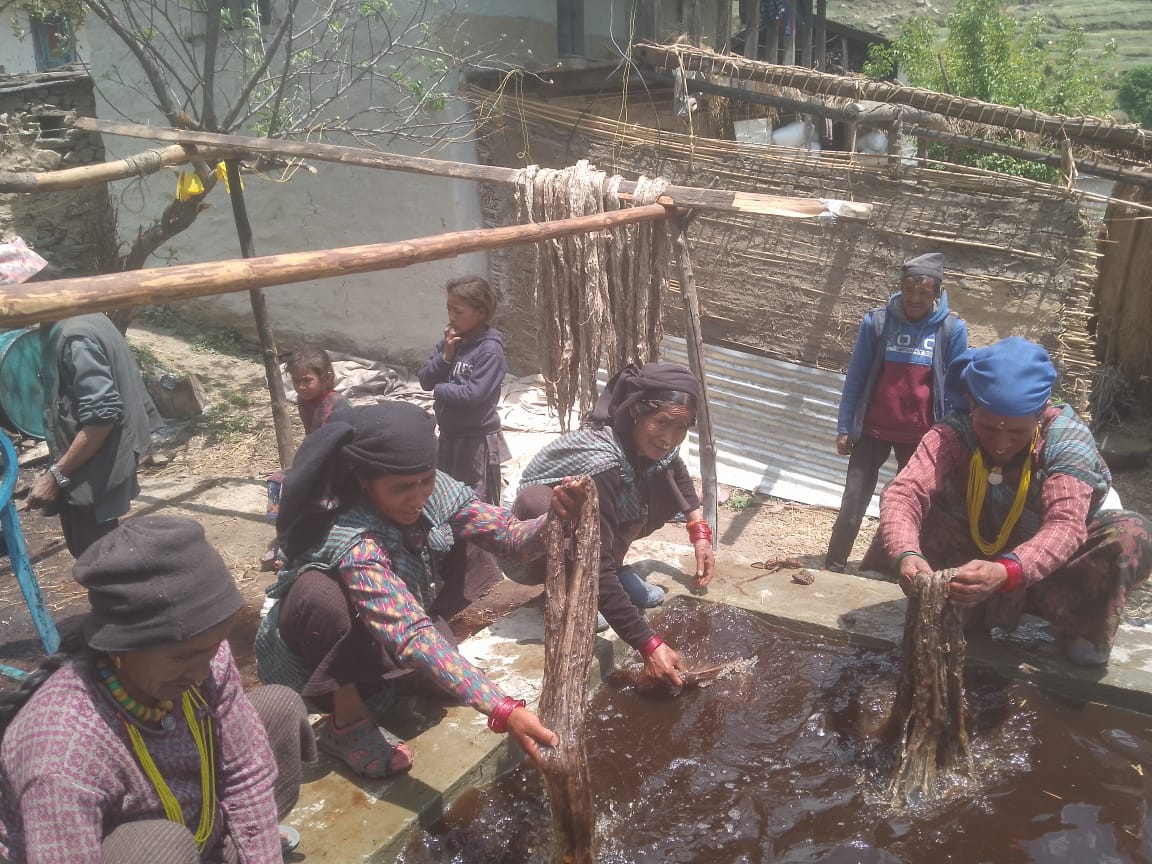 बुढिनन्दा नगरपालिका ४ मा भागो अल्लो प्रशोधन केन्द्र संचालनमा