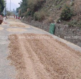 किसानले गँहु जथाभावी सडकमा चुट्दा र थुपार्दा दुर्घटनाको सम्भावना