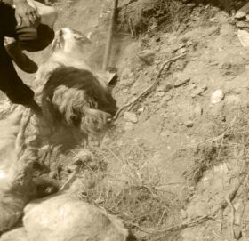 बाजुराको बिच्छ्यामा पहिरोमा परि ७० बाख्रा मरे