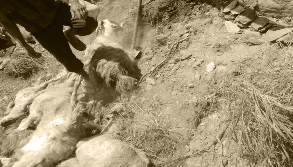 बाजुराको बिच्छ्यामा पहिरोमा परि ७० बाख्रा मरे