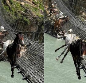 झोलुंगे पुलमा फसेका खच्चडमध्ये ९ वटाको उद्धार, २ वटाको मृत्यु