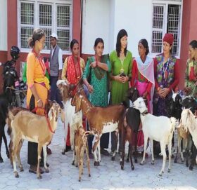 बुढीगंगा नगरपालिकाद्धारा  हिंसा पिडित महिलाहरुलाई बाख्रा बितरण