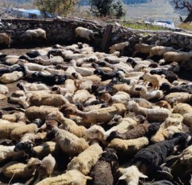 बाजुरामा ४ हजार बढी पशुपन्छी आयात