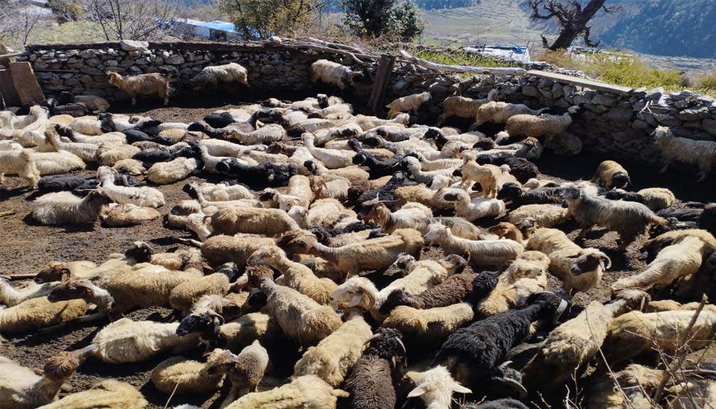 बाजुरामा ४ हजार बढी पशुपन्छी आयात