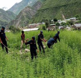 बाजुरा प्रहरीद्धारा अवैध गाँजा फडानी
