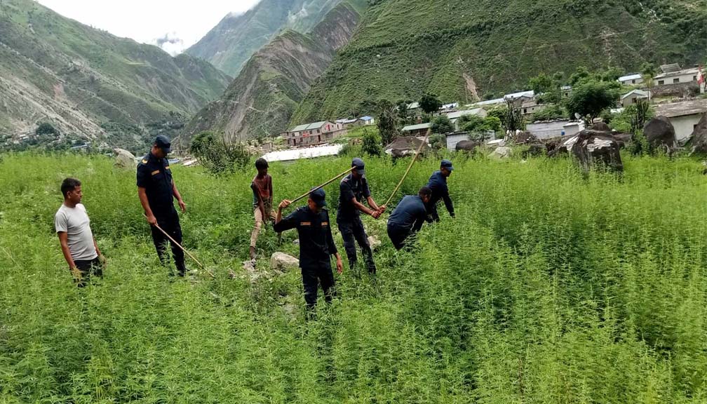 बाजुरा प्रहरीद्धारा अवैध गाँजा फडानी