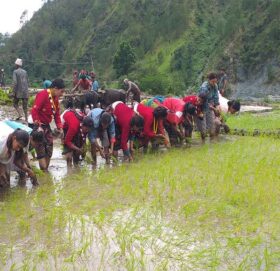 बाजुरामा रोपाई सकियो