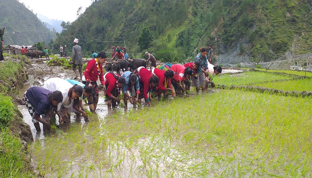 बाजुरामा आकाशे पानीकै भरमा ५४ प्रतिशत रोपाई सम्पन्न