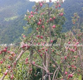 बाजुराका किसानलाई काचो स्याउ नटिप्न आग्रह