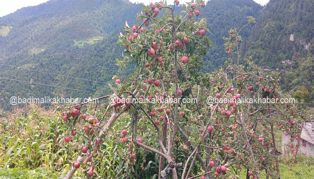 बाजुराका किसानलाई काचो स्याउ नटिप्न आग्रह