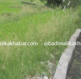 बाजुरामा एक बर्षमा २० करोडमा बने सय बढि सिचाई कुलो, धान राेप्न आकाशे पानीकै भर