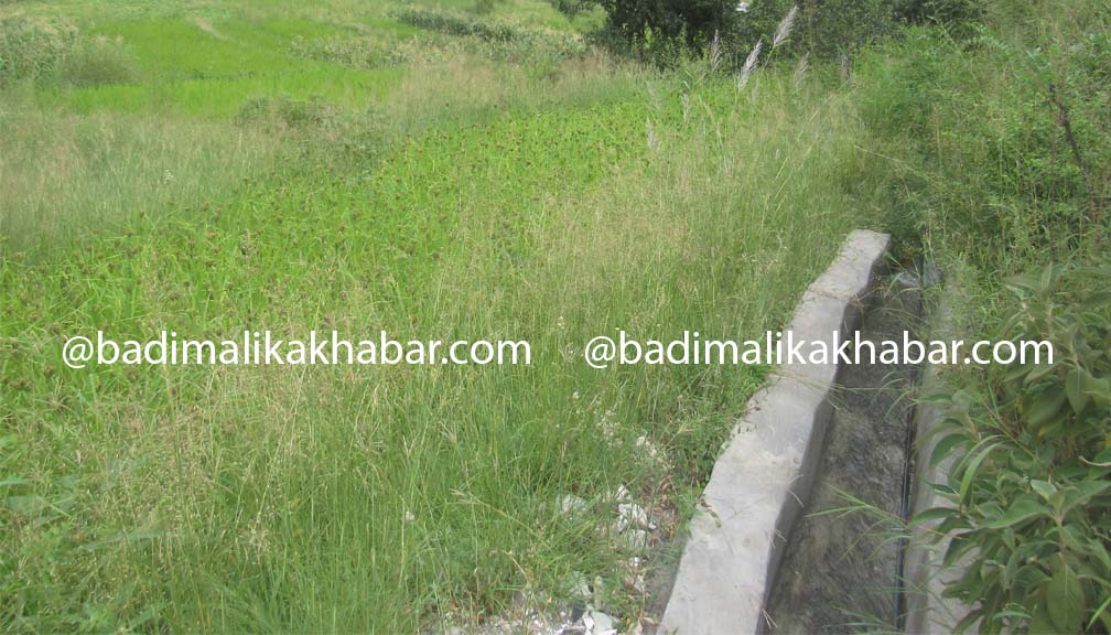 बाजुरामा एक बर्षमा २० करोडमा बने सय बढि सिचाई कुलो, धान राेप्न आकाशे पानीकै भर