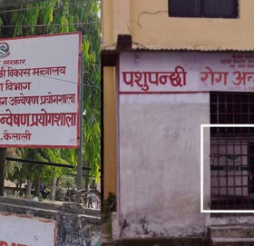 सुदूरपश्चिममा  पशूचौपायामा देखीयाे  रेबिज